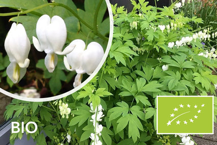 Biologisch Gebroken hartje - Dicentra spectabilis 'Alba'