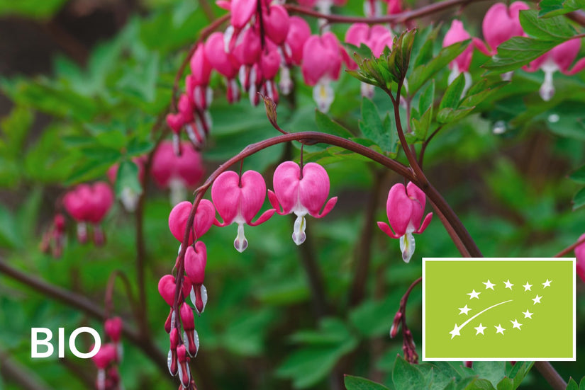 Biologisch Gebroken hartje - Dicentra spectabilis