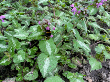 Biologisch Gevlekte Dovenetel - Lamium mac. 'Beacon Silver'