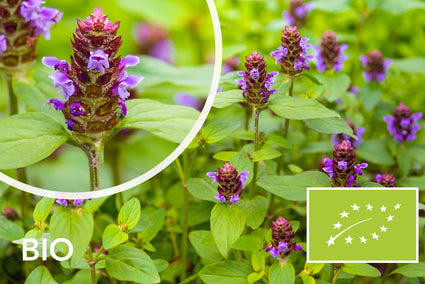 Biologische Gewone Brunel - Prunella Vulgaris