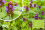 Biologische Gewone Brunel - Prunella Vulgaris