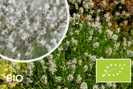 Biologische Gewone Lavendel (wit) - Lavandula angustifolia 'Edelweis'