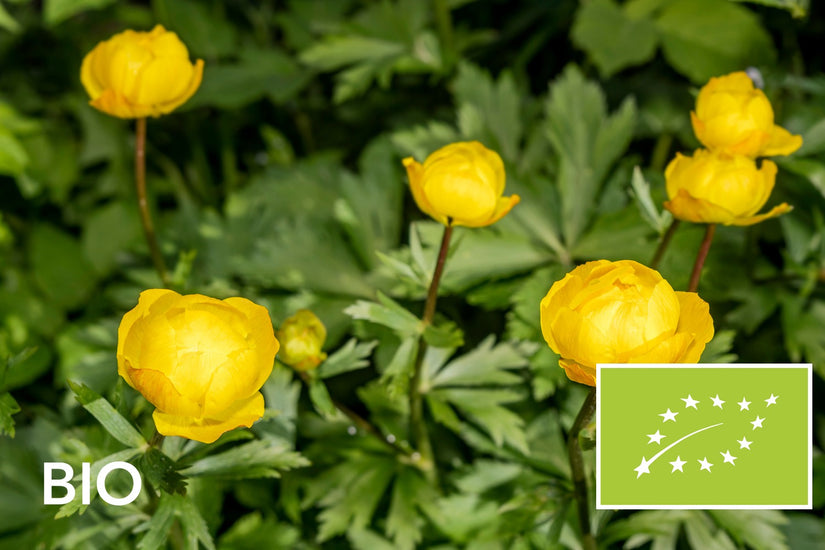 Biologische Globebloem - Trollius europaeus