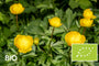 Biologische Globebloem - Trollius europaeus