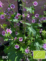 Biologisch Groot Kaasjeskruid - Malva sylvestris 'Zebrina'