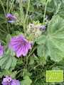 Biologisch Groot kaasjeskruid - Malva sylvestris