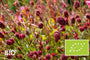 Biologische Grote pimpernel (Rood) - Sanguisorba officinalis 'Tanna' (hoogte 70 cm)