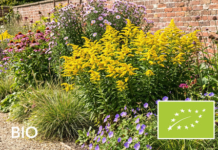 Biologische Guldenroede - Solidago 'Goldkind'