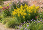 Biologische Guldenroede - Solidago 'Goldkind'