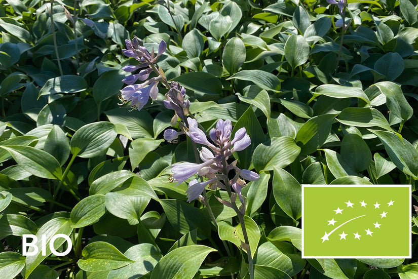 Biologische Hartlelie - Hosta tardiana 'Halcyon'