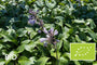 Biologische Hartlelie - Hosta tardiana 'Halcyon'