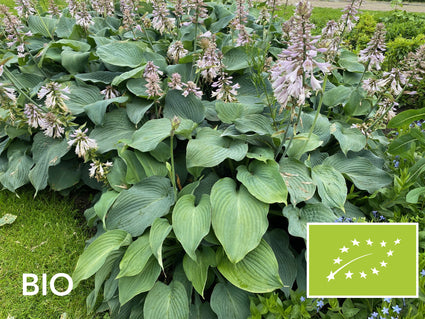 Biologische Hartlelie - Hosta sieboldiana