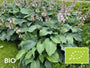 Biologische Hartlelie - Hosta sieboldiana