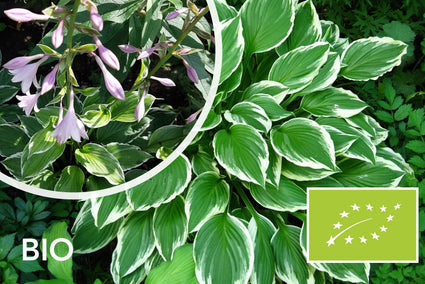 Biologische Bonte Hartlelie - Hosta 'Undulata Albomarginata'
