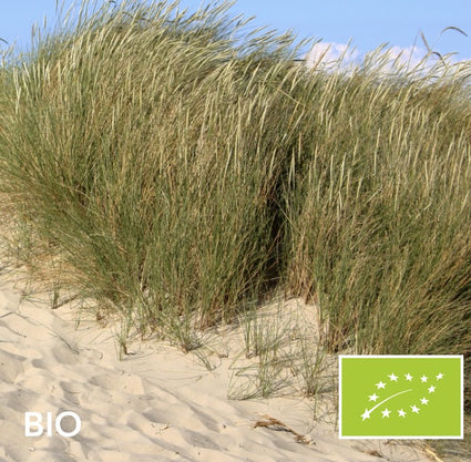 Biologische Helmgras - Ammophila arenaria (Duingras)