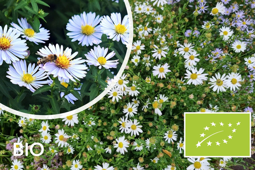 Biologische Herfstaster (Hoogte 30 cm) - Aster 'Schneekissen'