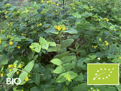 Biologische Hertshooi - Hypericum calycinum