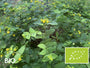 Biologische Hertshooi - Hypericum calycinum