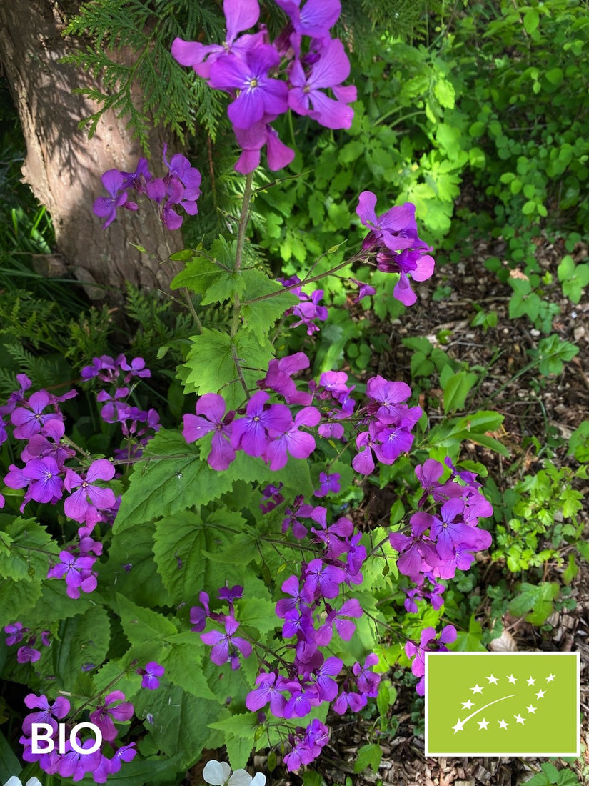 Biologische Damastbloem (paars/roze) - Hesperis matronalis
