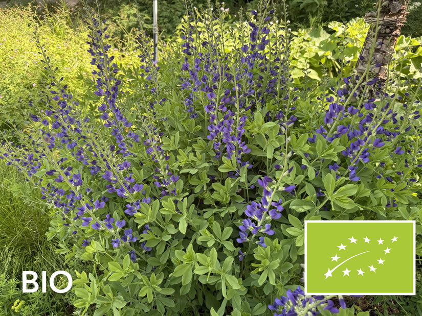 Biologische Valse Indigo Indigolupine - Baptisia australis