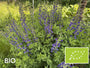 Biologische Valse Indigo Indigolupine - Baptisia australis