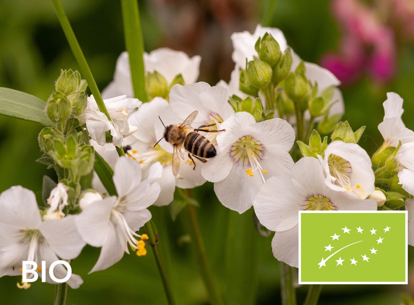 Biologische Witte Jakobsladder - Polemonium caeruleum 'Album'