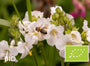 Biologische Witte Jakobsladder - Polemonium caeruleum 'Album'