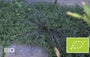 Biologische Japanse slangenbaard - Ophiopogon japonicus 'Minor'