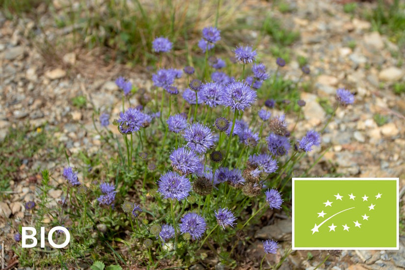 Biologisch Zandblauwtje - Jasione laevis 'Blaulicht'