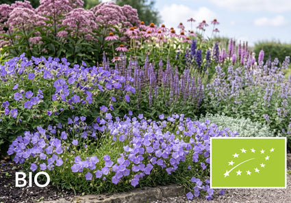 Biologische Karpatenklokje (Blauw) - Campanula carpatica 'Blaue Clips'