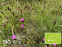 Biologische Kartuizer anjer - Dianthus carthusianorum
