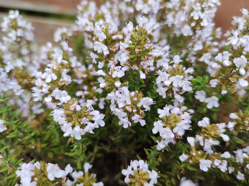 Biologisch Keukentijm - Thymus vulgaris 'Compactus'