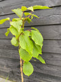 Biologisch Kiwi - Actinidia deliciosa 'Jenny' (zelfbestuivend)