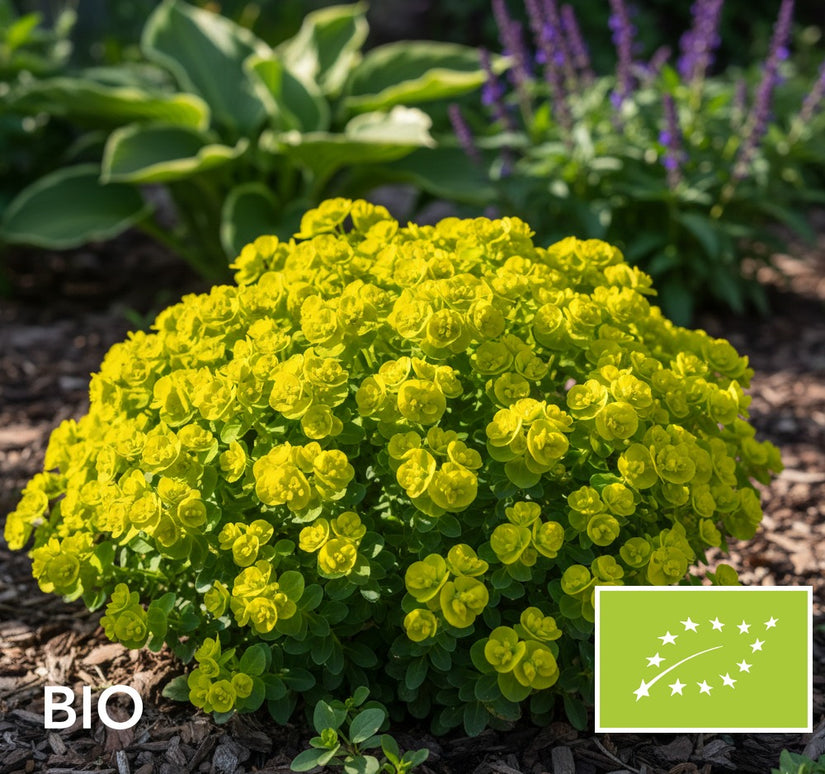 Biologische Kleurige wolfsmelk - Euphorbia polychroma