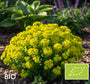Biologische Kleurige wolfsmelk - Euphorbia polychroma