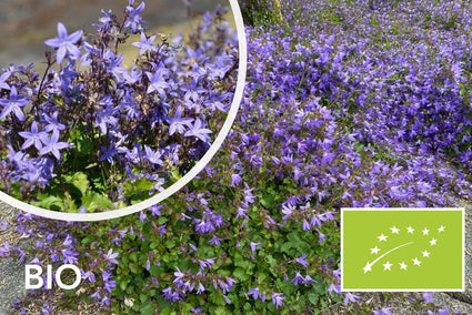 Biologisch Klokje (Paars/Blauw) - Campanula poscharskyana (ook per/m2)