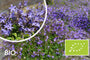 Biologisch Klokje (Paars/Blauw) - Campanula poscharskyana (ook per/m2)
