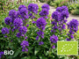 Biologisch Kluwenklokje - Campanula glomerata 'Superba'