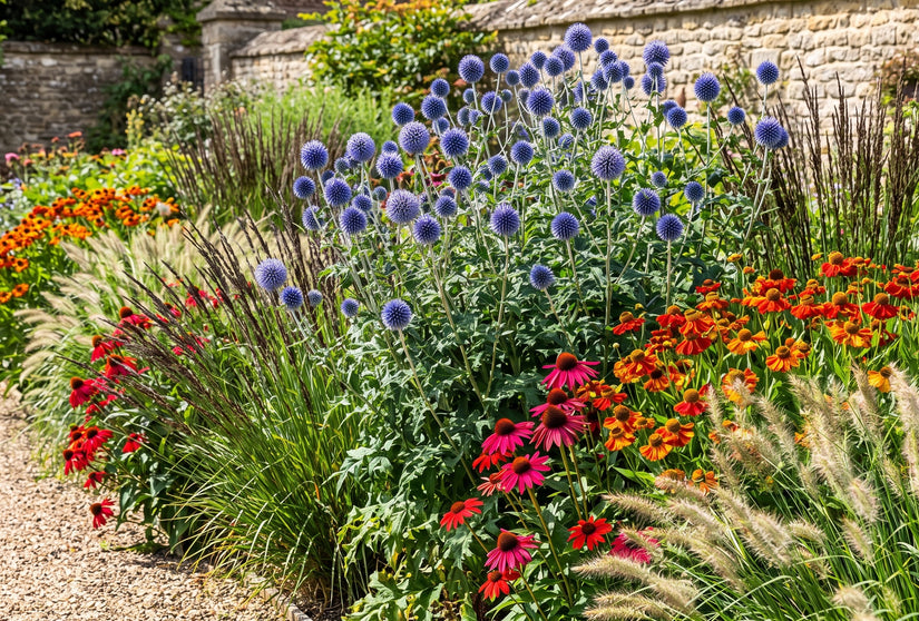 kogeldistel 'Blue Globe' in border met zonnekruid helenium, rode zonnehoed, pijpestrootje moorhexe en pennisetum hameln