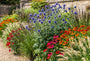 kogeldistel 'Blue Globe' in border met zonnekruid helenium, rode zonnehoed, pijpestrootje moorhexe en pennisetum hameln