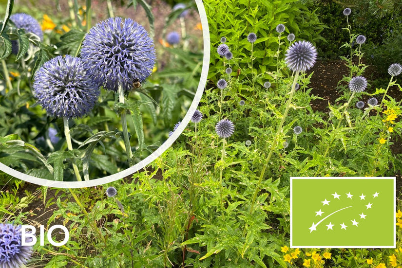 Biologische Kogeldistel - Echinops bannaticus 'Blue Globe'
