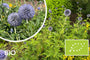 Biologische Kogeldistel - Echinops bannaticus 'Blue Globe'