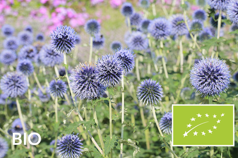 Biologische Kogeldistel - Echinops bannaticus 'Taplow Blue'