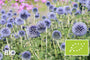 Biologische Kogeldistel - Echinops bannaticus 'Taplow Blue'