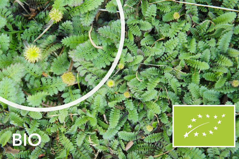 Biologisch Koperknoopje (Groen blad) - Leptinella Squalida (ook per/m2)