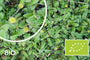 Biologisch Koperknoopje (Groen blad) - Leptinella Squalida (ook per/m2)