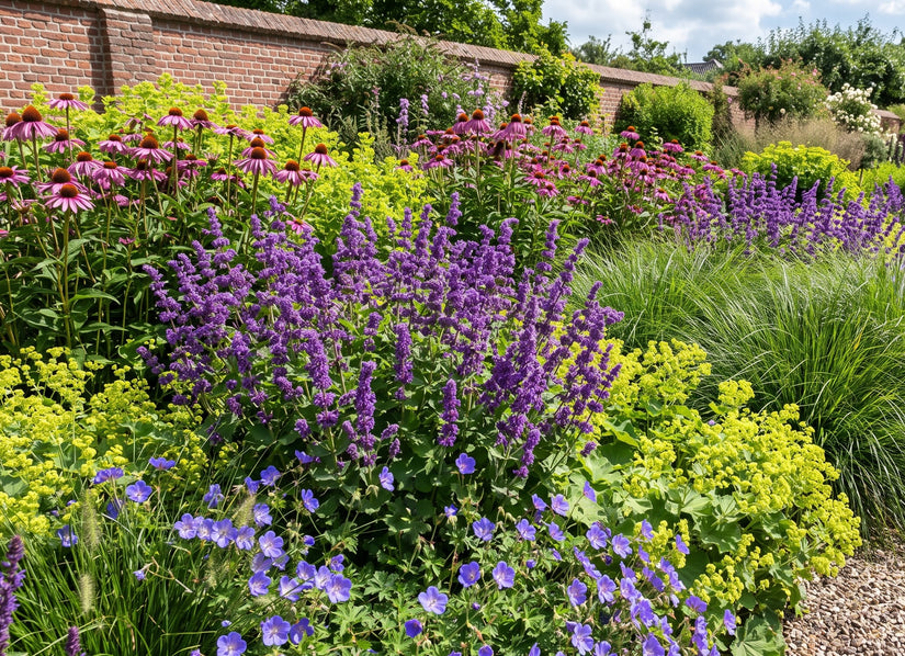 Biologische Kranssalie - Salvia verticillata 'Purple Rain'