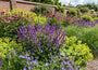 Biologische Kranssalie - Salvia verticillata 'Purple Rain'