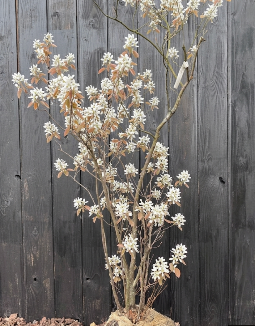 Biologische, Meerstammige Krentenboompje - Amelanchier lamarckii (gifvrij gekweekt)