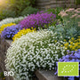 Biologisch Kruipend gipskruid - Gypsophila repens 'Filou White'